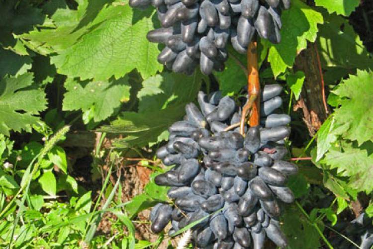 Описание и характеристики сорта винограда ливадийский черный, история и правила выращивания - всё про сады