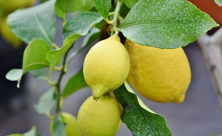 Особенности выращивания лимона из косточки в домашних условиях