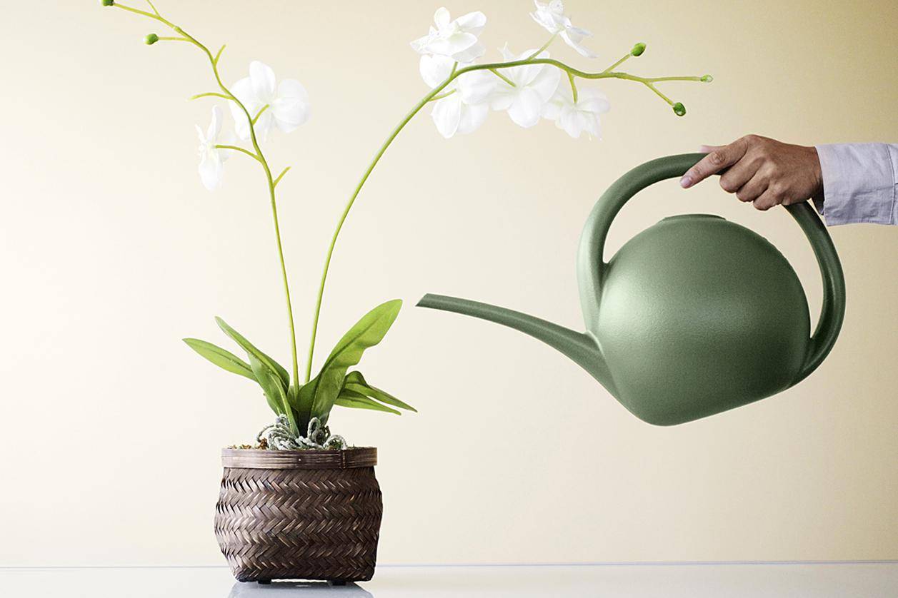 Правильный полив орхидеи во время цветения – гарантия красоты и здоровья изящного растения