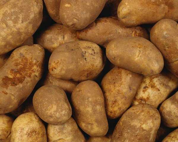 Вкусный сорт картошки “джелли”