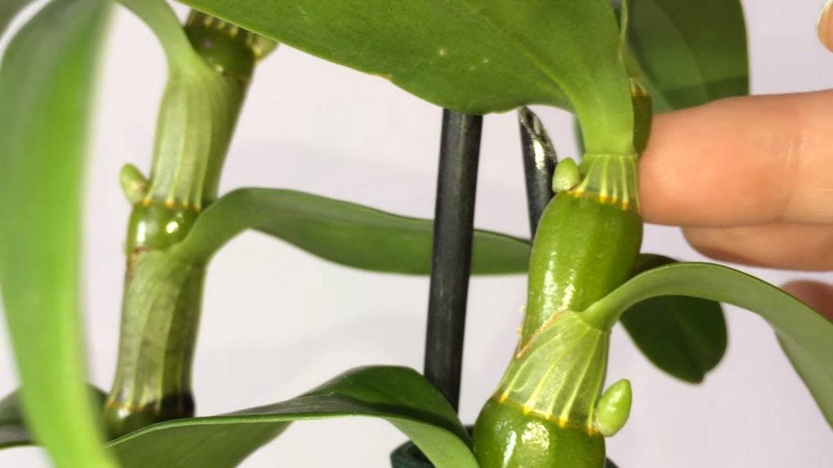 Орхидея дендробиум нобиле — что делать после цветения и уход в домашних условиях ?