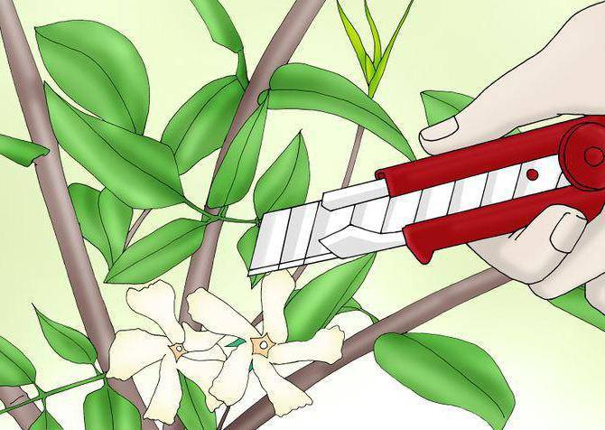 Размножение чубушника отводками, черенками: как правильно делать осенью, летом, весной
