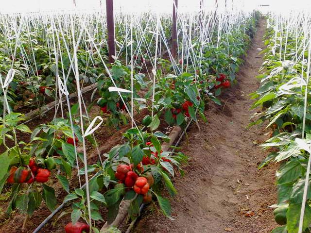 Как выращивать перец в теплице: особенности посадки и ухода, фото