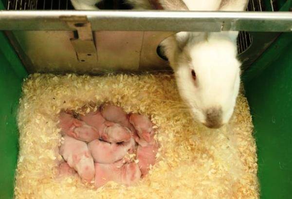Сколько длится беременность у кроликов — излагаем детально