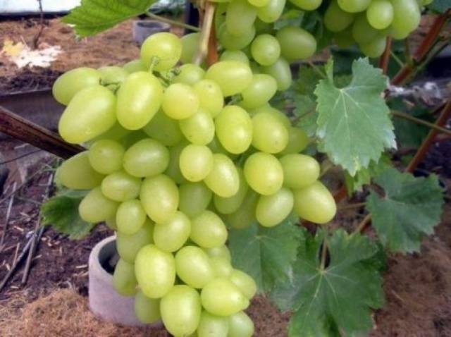 Виноград алекса, описание сорта, фото