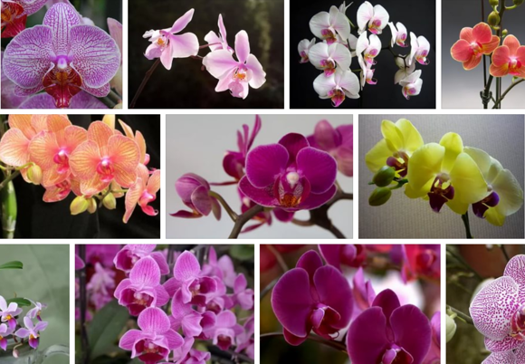 Как посадить семена орхидеи из китая: что из них вырастает и как правильно ухаживать за заказанными с алиэкспресса?