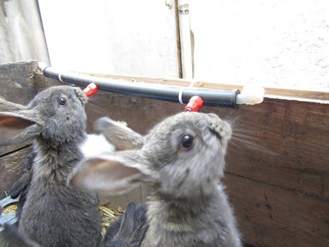 Чиктоник для кроликов: инструкция по применению