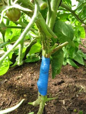 Сращивание помидорной рассады – прививка томатов на 2 корня, как проводить процедуру, видео