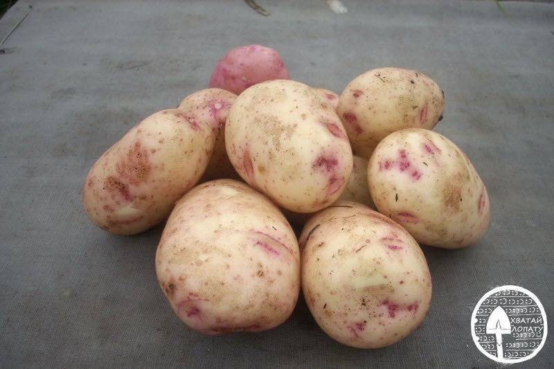 Лучшие сорта картофеля для урала (ранние, средние, поздние): их описания и характеристики