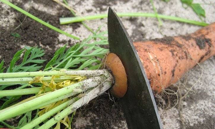 Как обрезать морковь на хранение на зиму в погребе и сделать это правильно – фото примеров selo.guru — интернет портал о сельском хозяйстве
