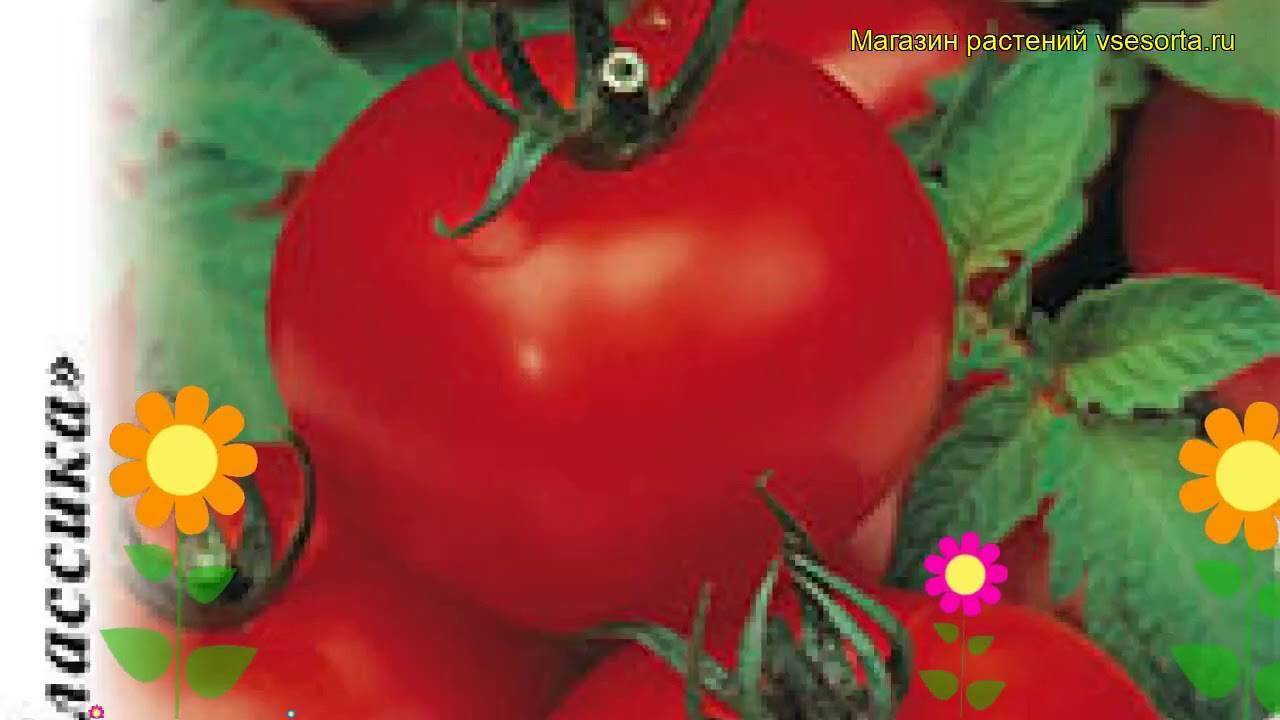 «верлиока» — лучший сорт томатов при высокой влажности и плохом освещении