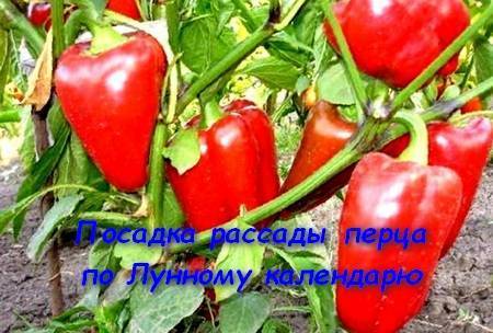 Перец, посадка на рассаду по лунному календарю: благоприятные дни для посева русский фермер