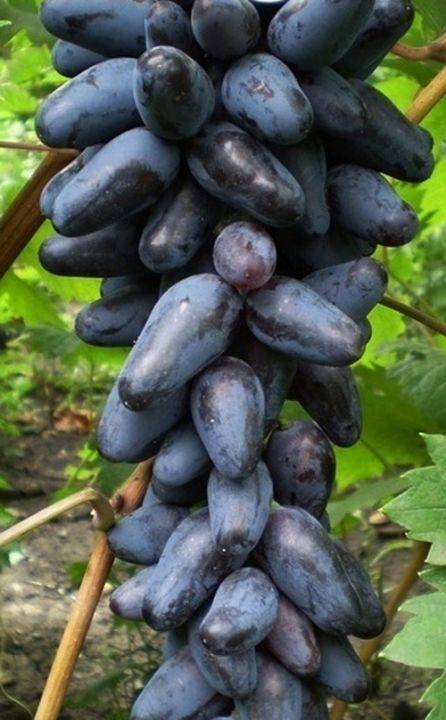 Сорт винограда сувенир — описание и особенности выращивания