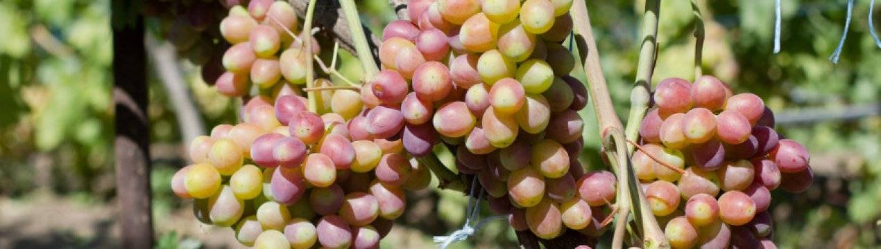 Виноград рута – сильнорослый виноград с чудесным вкусом