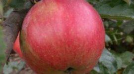 Яблоня зимостойкая  башкирский красавец: описание сорта, характеристики, выращивание