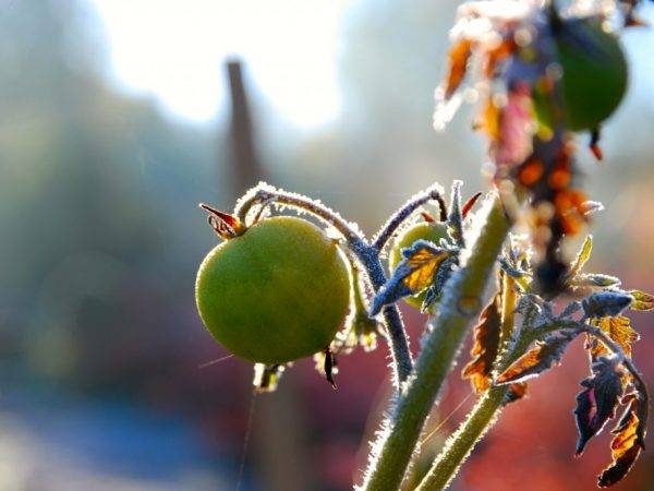 Высаженная рассада помидор подмерзла что делать. замерзла рассада помидор — чем подкормить растения