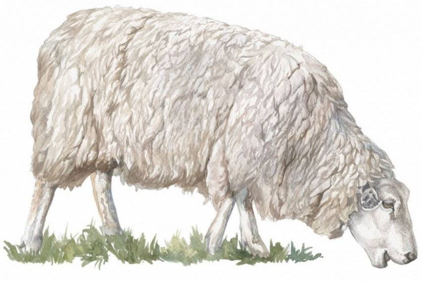 Порода овец суффолк: описание и характеристика - домашние наши друзья