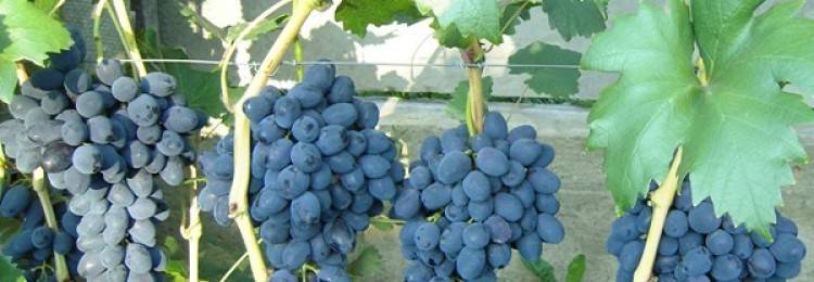 Виноград забава: описание сорта и характеристики, посадка и уход, размножение