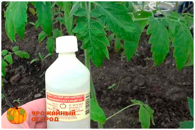 Нашатырный спирт: применение на огороде и в саду. подкормка растений, защита от вредителей и болезней