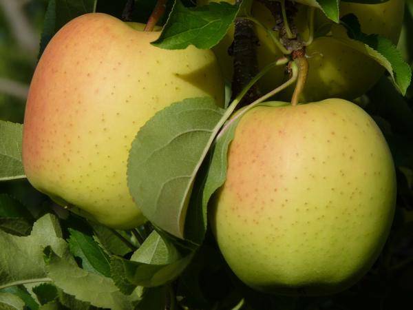 10 редких и необычных сортов яблок, которые вы не пробовали
