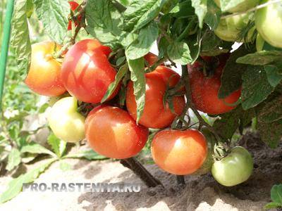 Сроки посева томатов на рассаду в подмосковье: когда сажать
