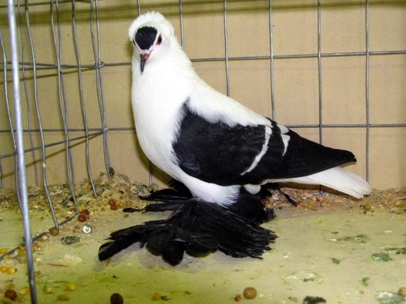 Обзор породы голубей “турецкая такла” и их особенности