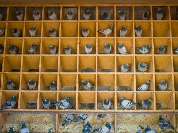 Что едят голуби, чем кормить в домашних условиях или на улице