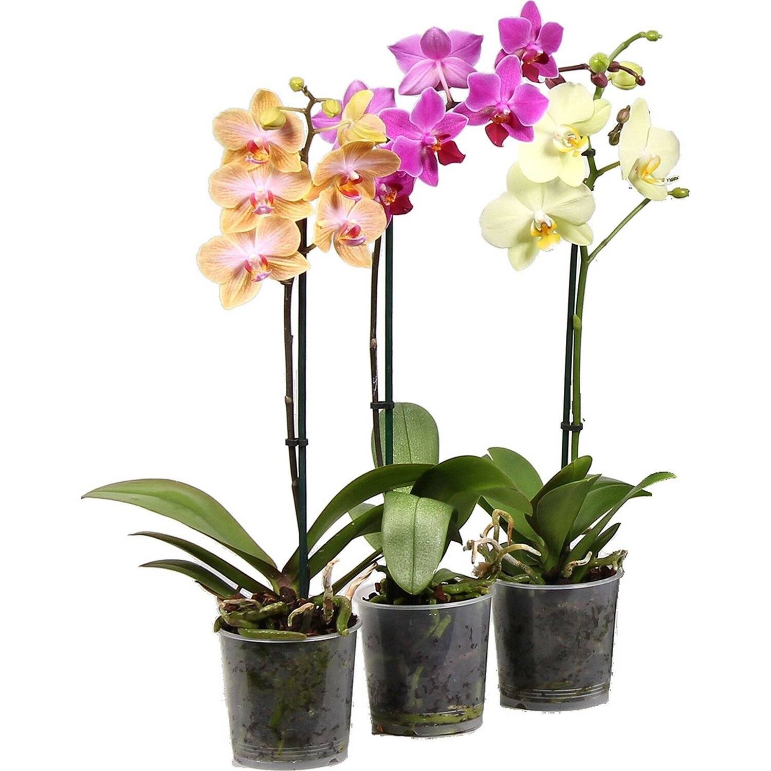 Красавица орхидея в природе — жизнь фаленопсиса в диких условиях и отличия от домашнего цветка