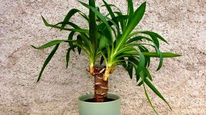 Описание и особенности разведения пальмы юкка в домашних условиях