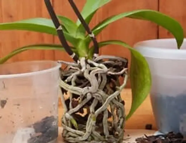 Как правильно посадить орхидею в горшок