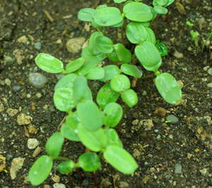 Ампельная петуния: выращивание из семян когда сажать на рассаду уход сорта фото