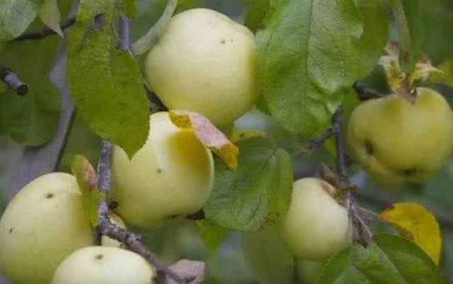 Антоновка (сортотип яблони) — самый популярный зимостойкий сорт