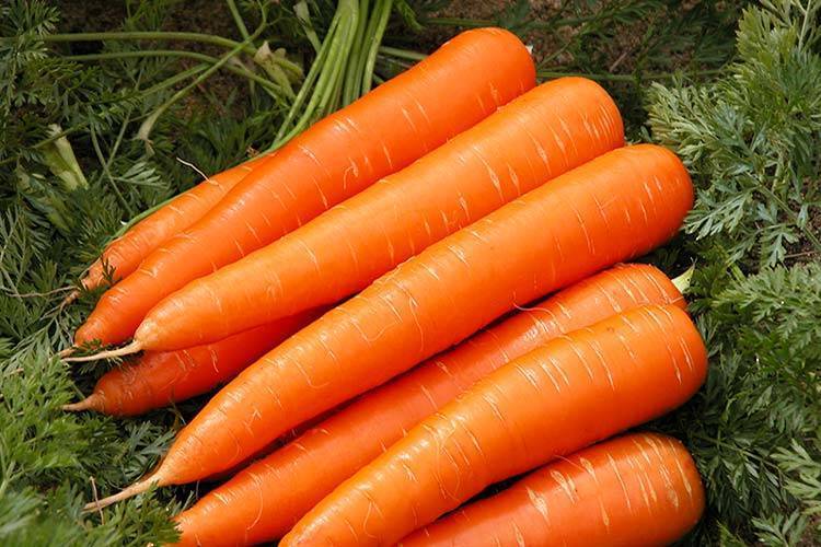 Лучшие сорта моркови: для хранения на зиму, урожайные, сладкие, крупные и другие