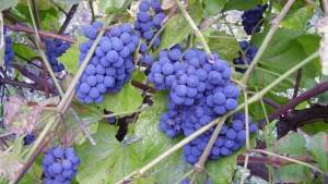 Виноград изабелла: описание сорта, польза, фото