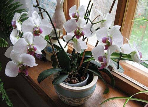 Как ухаживать за орхидеей в горшке, купленной в магазине, в домашних условиях, фото и видео от цветоводов любителей