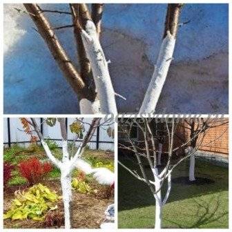 Как правильно побелить деревья в саду [инструкция]