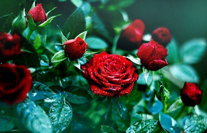 Плетистые розы (96 фото): уход за вьющимися сортами плетистых роз после цветения, особенности посадки и выращивания, использование роз в ландшафтном дизайне