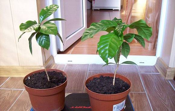 Комнатное растение кофе арабика: уход в домашних условиях