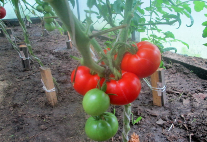 Алеша попович: описание сорта томата, характеристики помидоров, посев