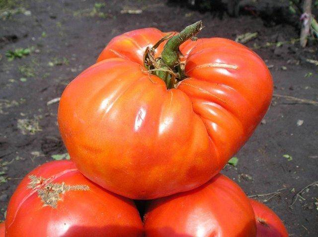 Томат буденовка: урожайность, характеристика и описание сорта, отзывы дачников и фото помидоров