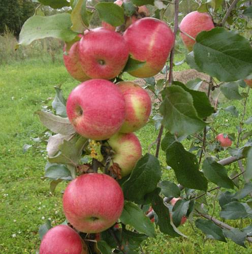 Выращивание яблони заветное