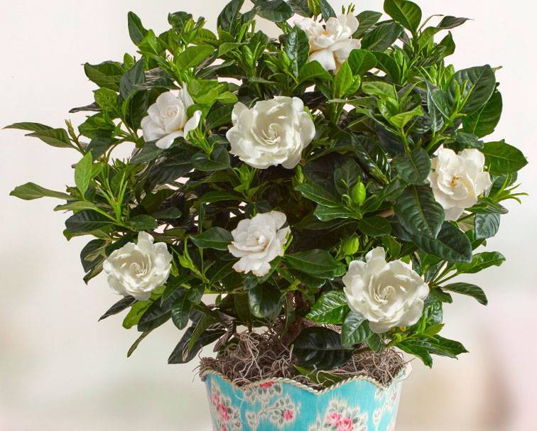 Комнатный цветок гардения жасминовая: фото, как ухаживать в домашних условиях за этим растением при выращивании