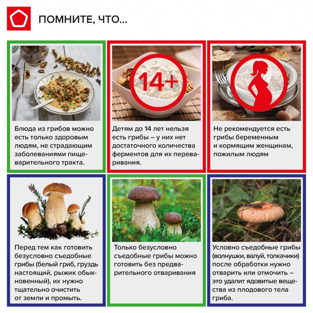 Элементарные правила сбора грибов