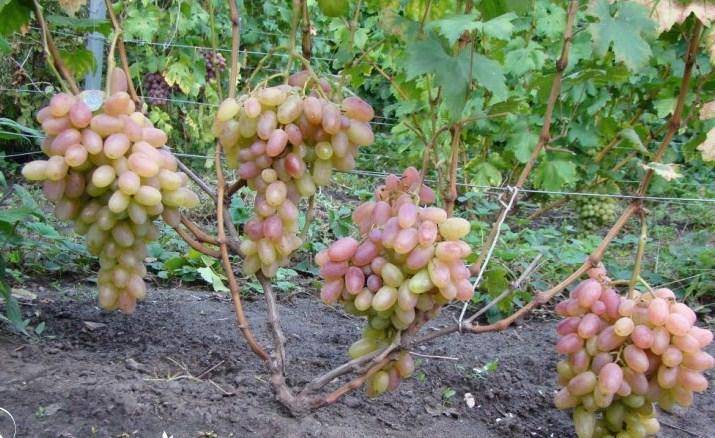 Виноград тимур: описание сортов, фото, отзывы