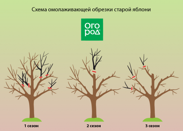 Обрезка деревьев осенью: схемы, инструкция и видео для начинающих
