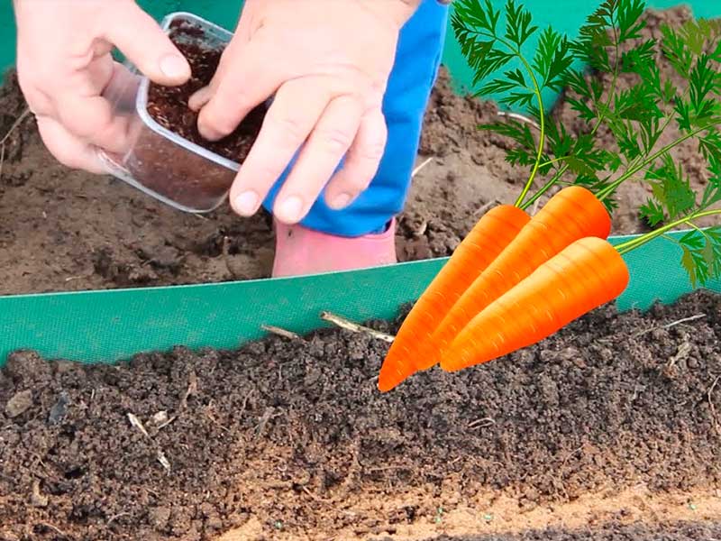 От чего зависит срок посева моркови весной и когда ее лучше сажать?