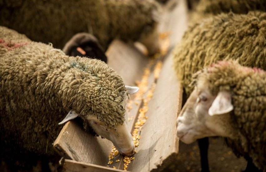 Половая зрелость овец и особенности спаривания, методы осеменения