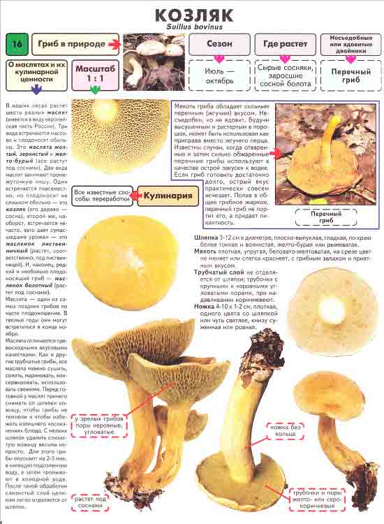 Описание перечного гриба (масленка перечного), как отличить