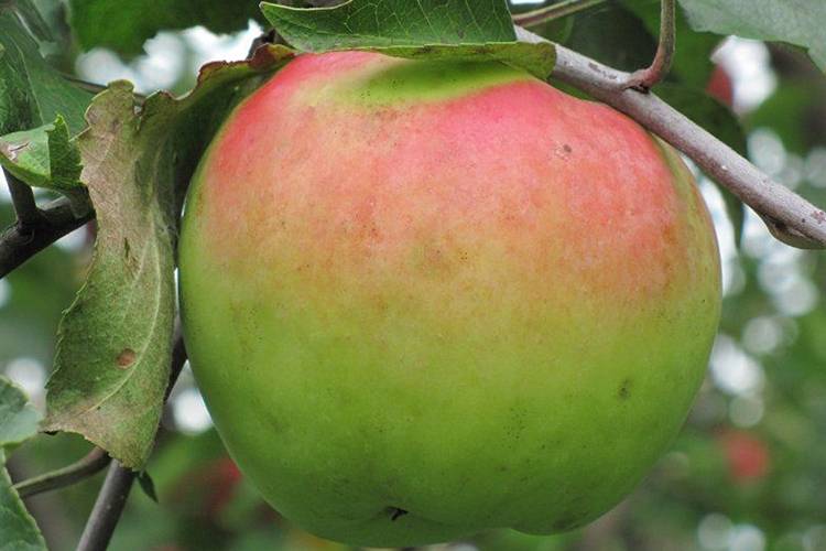 Выращивание яблони «северный синап»: достоинства и недостатки сорта, посадка и уход