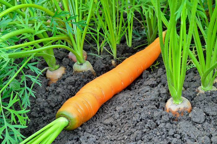 Посадка моркови весной: как правильно садить семена в открытый грунт?